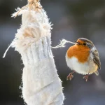 “Les oiseaux vont vous dire merci !” : ce DIY à faire en 10 secondes va leur être d’un précieux secours cet hiver