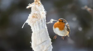 “Les oiseaux vont vous dire merci !” : ce DIY à faire en 10 secondes va leur être d’un précieux secours cet hiver