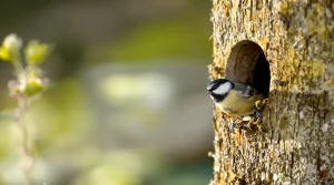 Frelon asiatique : cet oiseau du jardin protège vraiment vos abeilles, à condition de l’attirer dès mars