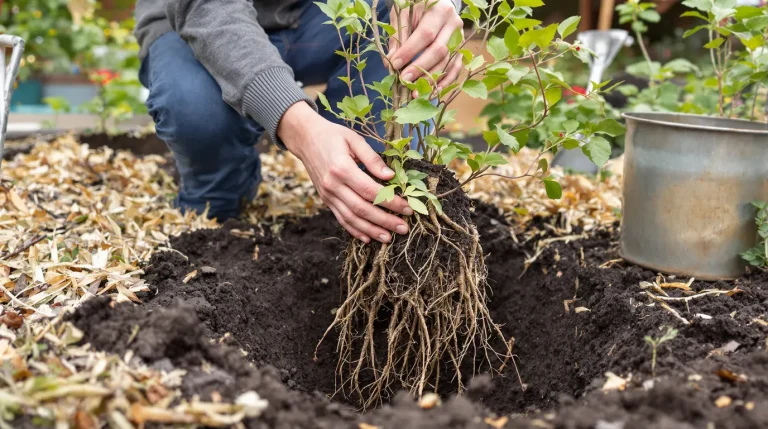 Le fruitier le plus simple du jardin : même sans main verte, il pousse presque tout seul