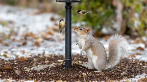 Pourquoi les jardiniers saupoudrent désormais du café sur les mangeoires à oiseaux