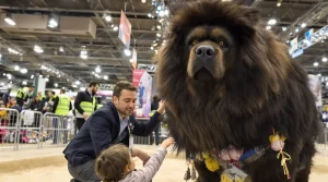 Salon de l&rsquo;Agriculture : ce Dogue du Tibet mayennais, « champion de France », participe au Concours général agricole